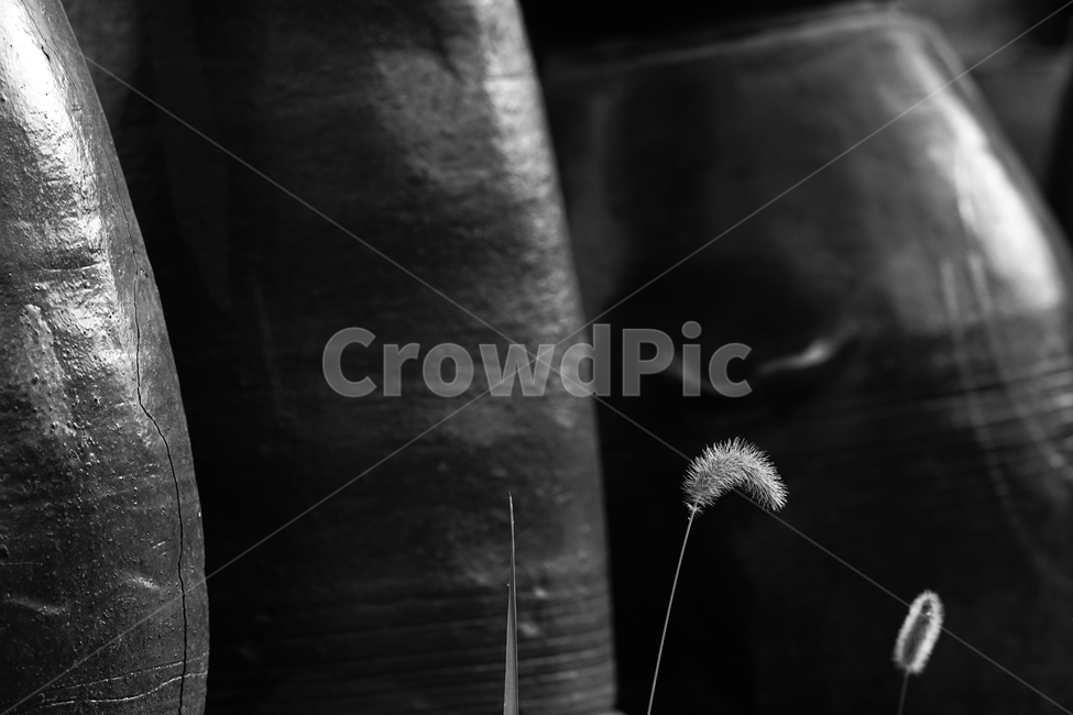 장독,항아리,풀,식물,야생식물,장독대,식물,자연,plants,nature,흑백,모노톤,monochrome,black and white