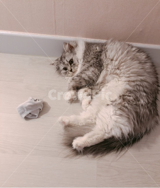 고양이,먼치킨,애완묘,털갈이,양말,장난감
