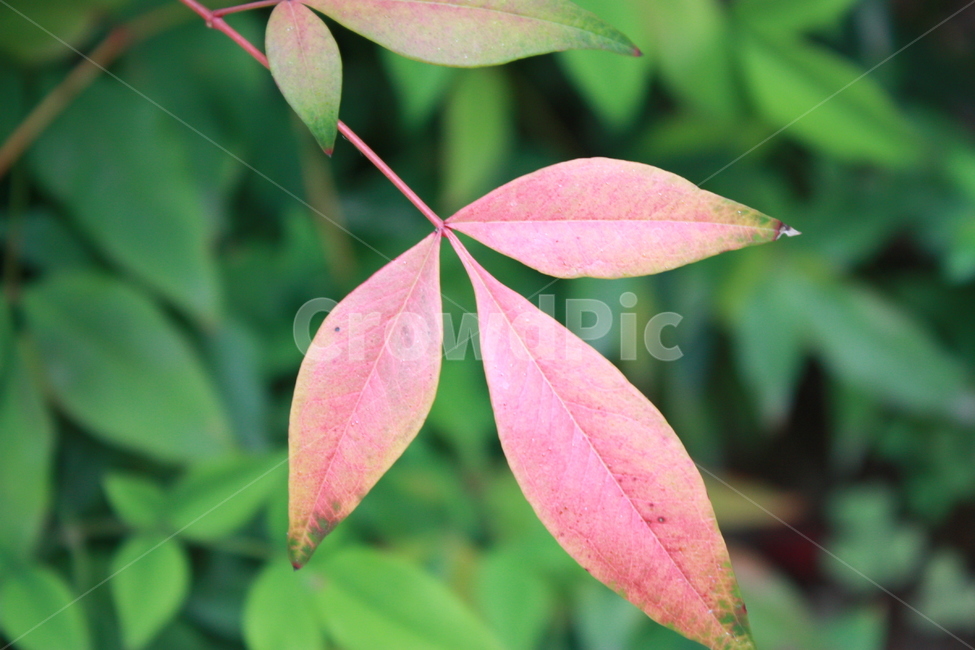 red,나뭇잎,식물,자연,green
