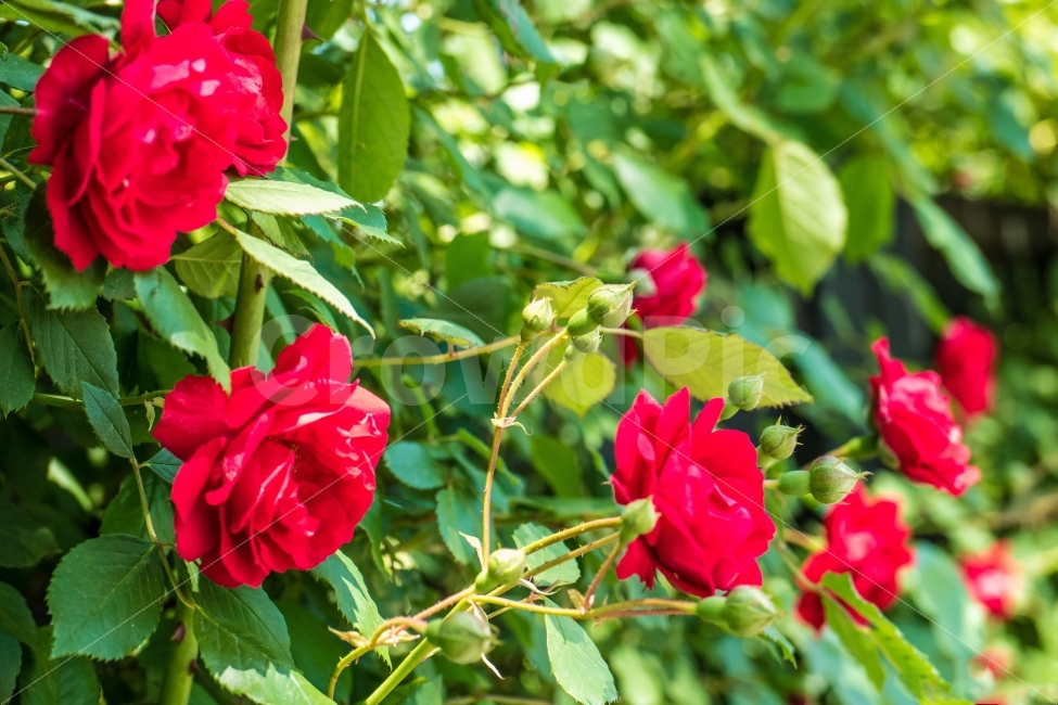 꽃,장미,수목원,rose,flower,red,빨간,초록,빨강,식물,자연,plants,nature,꽃,flower