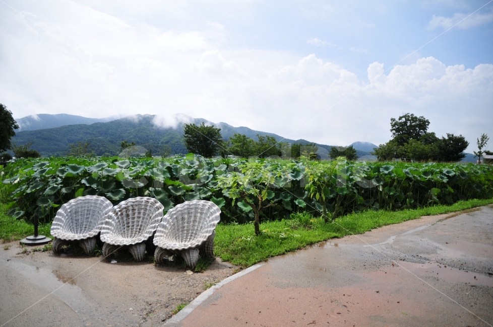 세미원,두물머리,연꽃,양평,양수리,자연,풍경,nature,landscape