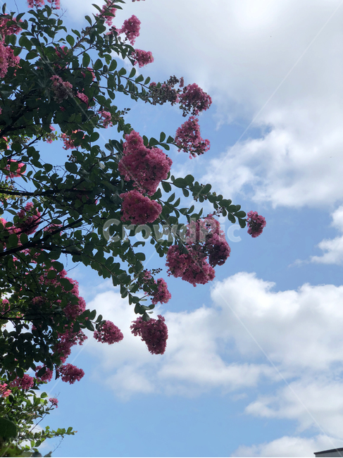풍경,자연,하늘,꽃,식물,나무,flower,blossom,plant,분홍,초록,식물,자연,plants,nature,꽃,flower