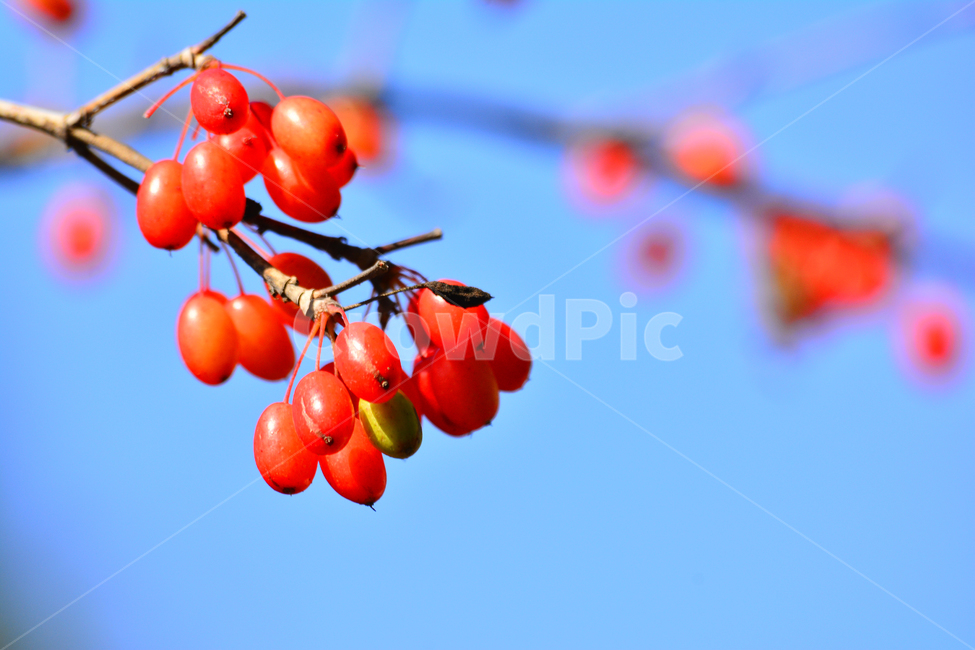 열매,식용,산수유,약용,빨강색,가을이미지,결실,작은열매,가을배경,fall,autumn,food,약용식물,건강식품,잘익은,씨앗,식물,자연,plants,nature,과일,열매,fruit