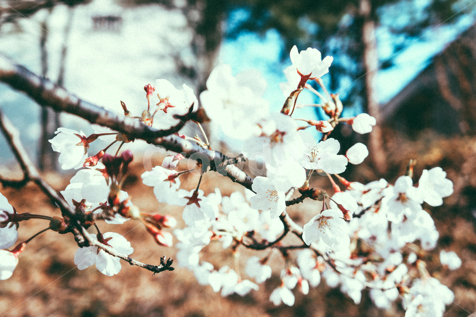 계절,봄,벚꽃,자연,식물,봄,계절,spring,season,식물,자연,plants,nature,꽃,flower,감성,sensible,feeling,plant,blossom