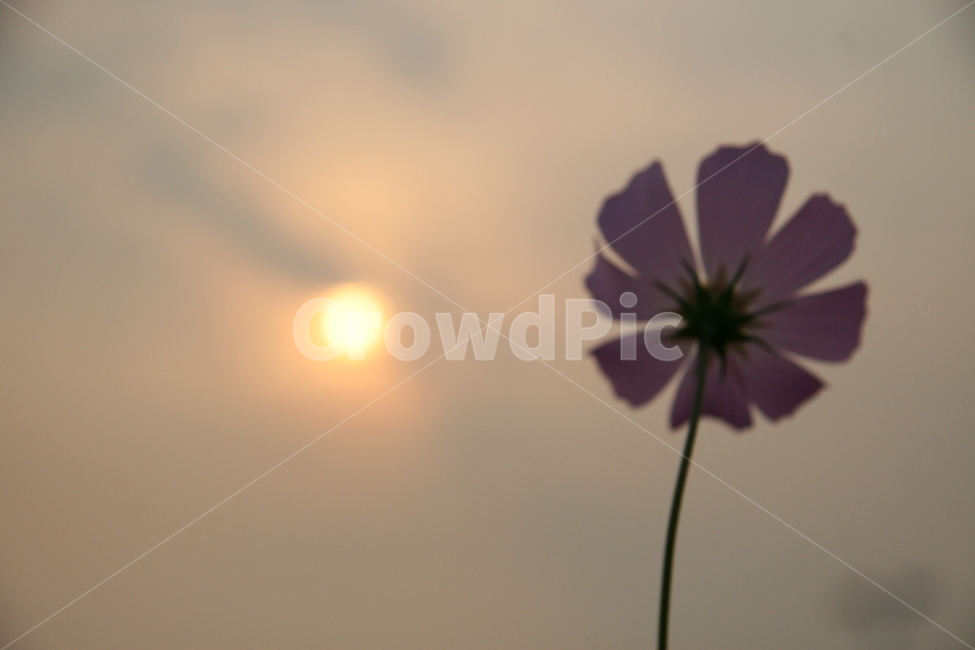 하늘,역광,코스모스,꽃,flower,plant,blossom,가을,가을,계절,fall,autumn,season,식물,자연,plants,nature,꽃,flower