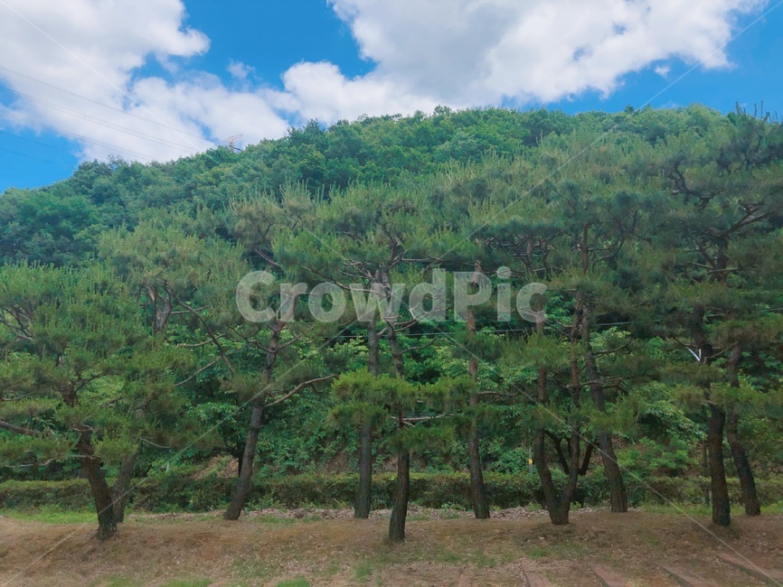 소나무,산,나무,자연,화창한,tree,울창