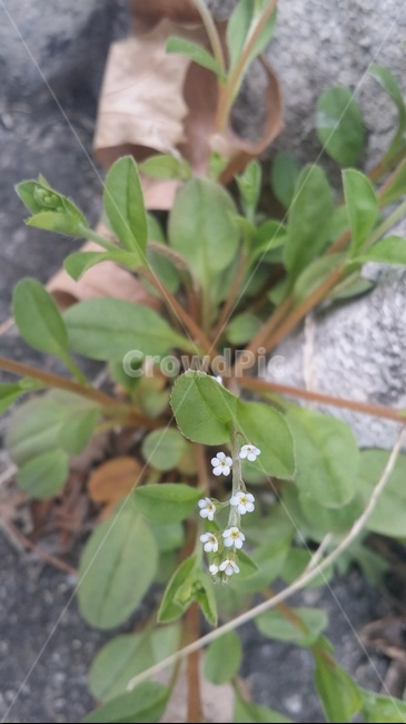 봄,꽃,식물,작은꽃,흰꽃,flower,spring,식물,자연,plants,nature,꽃,flower