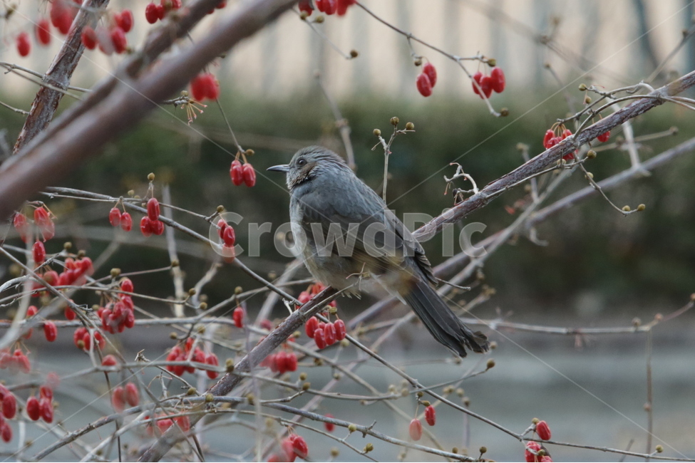 봄,직박구리,텃새,새,bird,spring,식물,자연,plants,nature,동물,animal,조류,새,birds,과일,열매,fruit