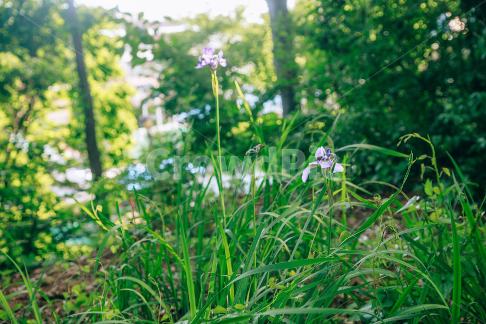 붓꽃,꽃,초록,풀,풀잎,보라,자연,싱그러움,햇살,식물,자연,plants,nature,꽃,flower