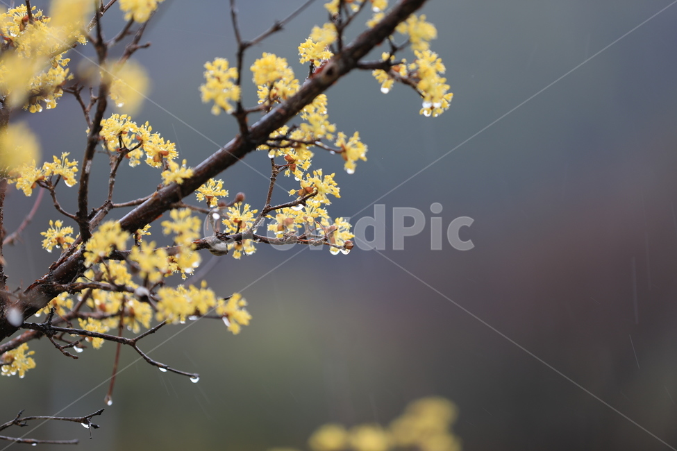봄,산수유,하동,꽃,축제,봄,계절,spring,season,식물,자연,plants,nature,꽃,flower,plant