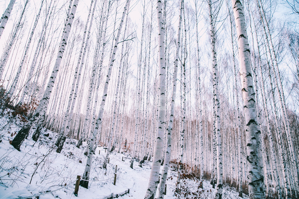 설경,눈풍경,자작나무숲,인제,자작나무,풍경,풍경사진,여행사진,여행,자연,nature,landscape,식물,plants,나무,trees,wood,흑백,모노톤,monochrome,blackandwhite,감성,한국자연풍경,한국자연경관,koreanlandscape,눈꽃,원대리,배경,백그라운드,snow,겨울,계절,winter,season,자연,풍경,nature,landscape,식물,plants,나무,trees,wood,감성,sensible,feeling,outdoors,옥외,tree,plant,눈