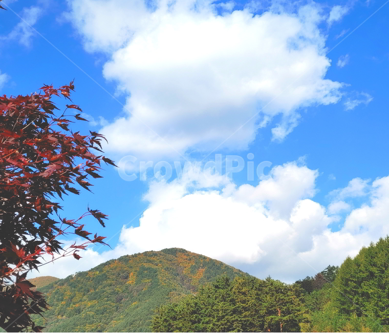 단풍,가을,산,나무,붉은단풍,가을,계절,fall,autumn,season,자연,풍경,nature,landscape,plant,식물,leaf,잎