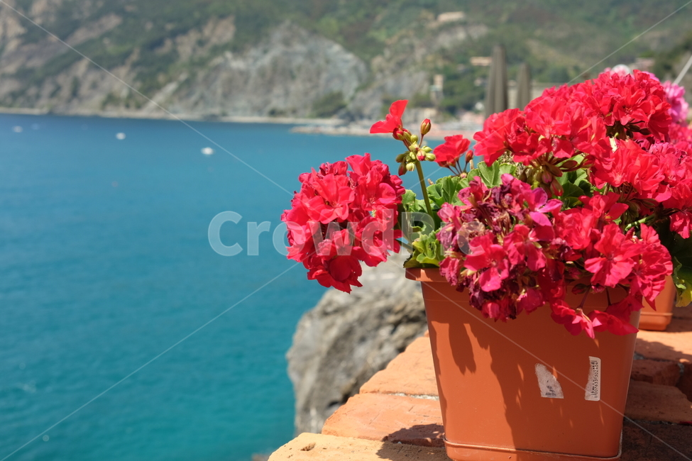 화분,꽃,식물,바다,풍경,식물,자연,plants,nature,꽃,flower
