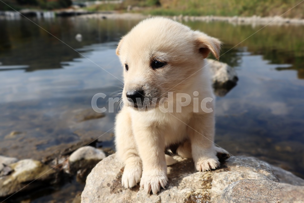 동물,개,강아지,멍멍이,댕댕이,숏다리,puppy,dog,pet,시골개,animal,doggy,진돗개,똥강아지,cutedogs,새끼,강,jindodog