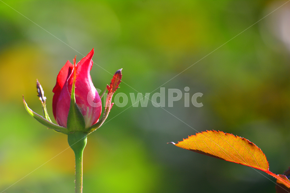 장미꽃,장미꽃봉오리,로즈,빨강색,flower,rose,beautiful,red,분위기,감성,느낌,emotion,sensible,feeling,macro,접사,클로즈업,closeup,예쁜꽃,가을장미,한송이,잎새,식물,자연,plants,nature,꽃,flower