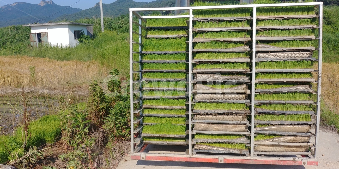 모내기,시골,벼,모,농사,산업,industry,industrial,농업,농사,agriculture,farming,farming industry