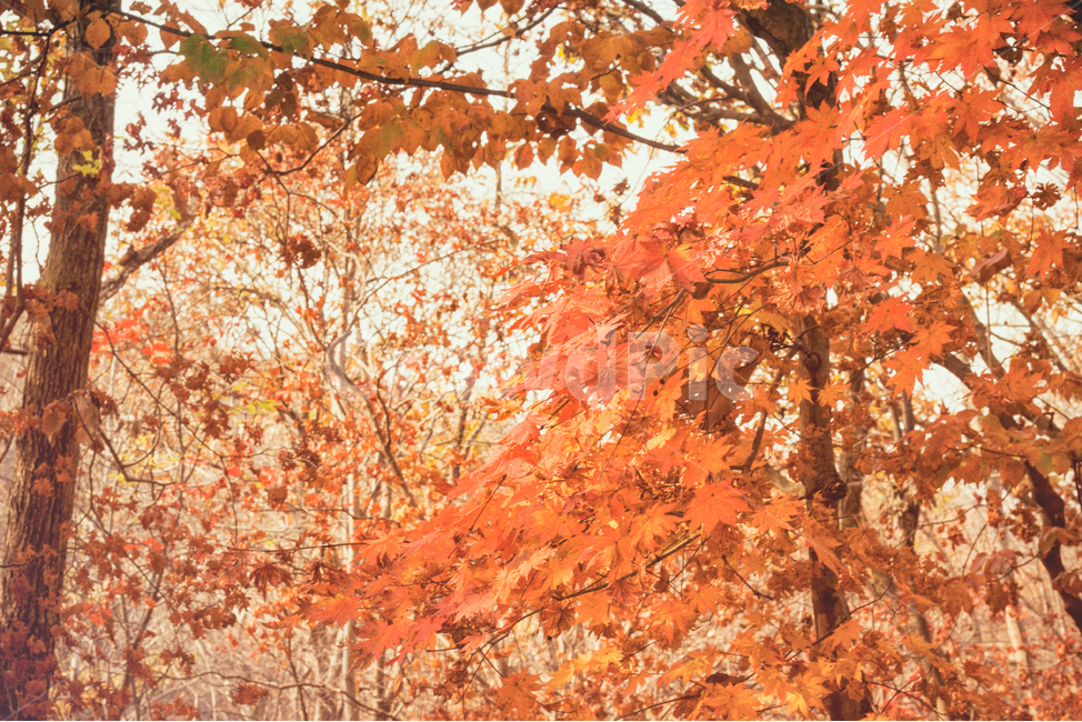 가을,낙옆,단풍,계절,자연,풍경,fall,maple,seasons,autumn,nature,landscape,forest,숲,나무,tree,가을,계절,fall,autumn,season,leaf,잎,plant,식물