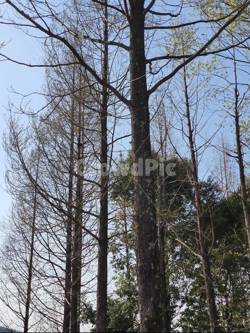 자연,하늘,식물,나무,plant