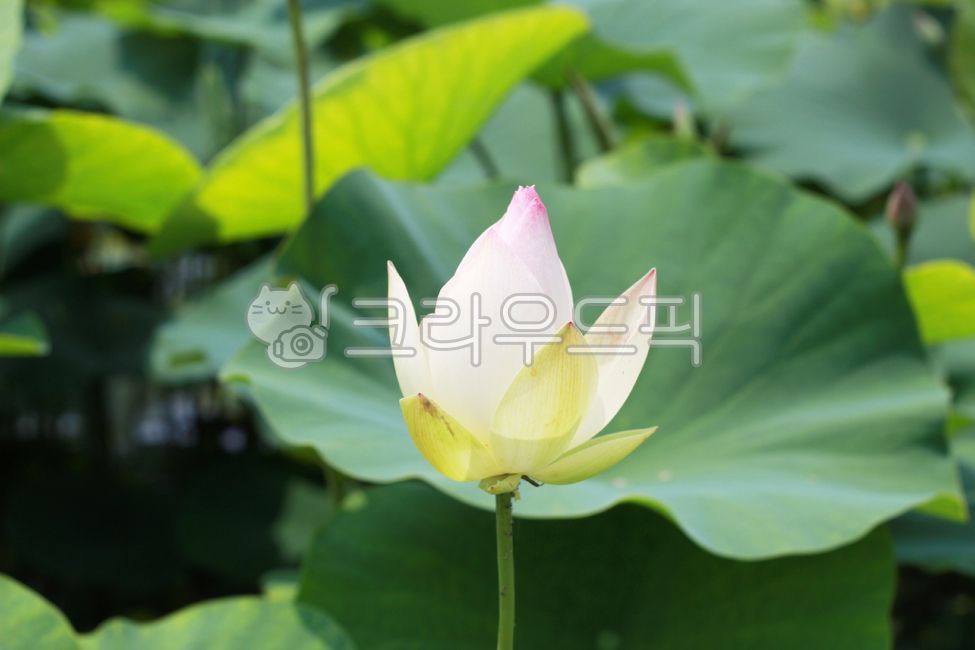 연꽃,꽃봉오리,연,꽃,flower,blossom,식물,plant,lotus