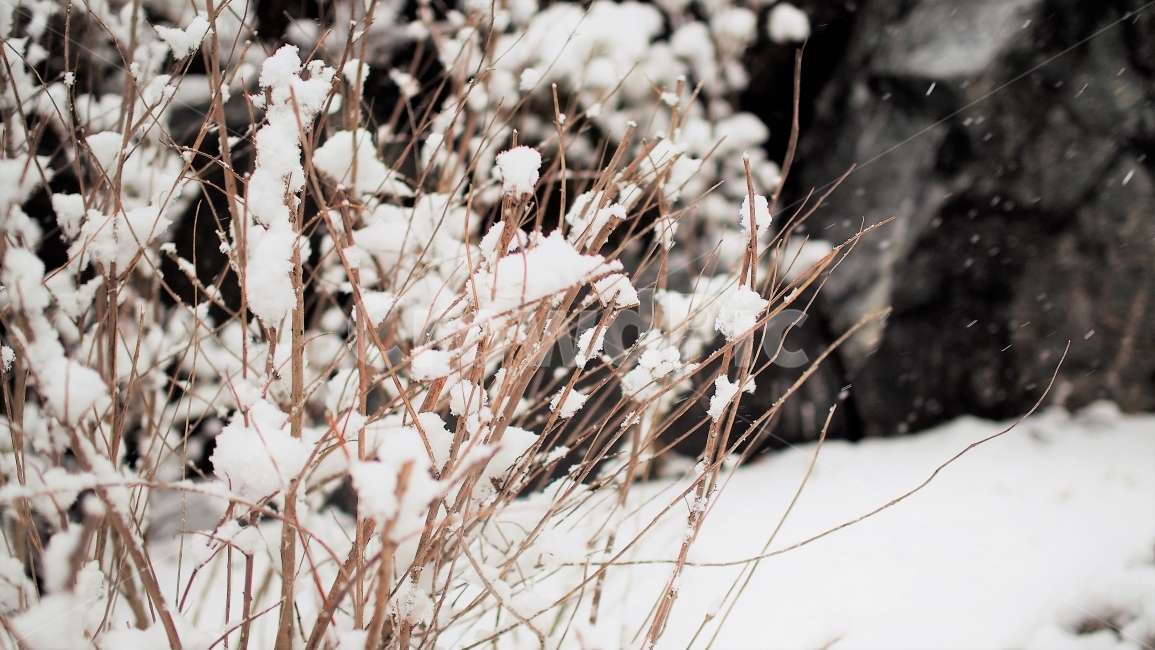 눈,눈꽃,여백,눈오는날,겨울,감성,하얀색,엽서,필름,계절,식물,나무,white,winter,snow,겨울,계절,winter,season