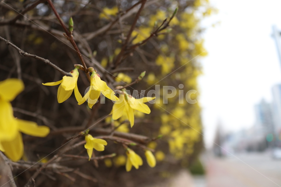 개나리,꽃,나무,식물,봄,노란,노란색,풍경,자연,봄,계절,spring,season,식물,자연,plants,nature,꽃,flower,plant