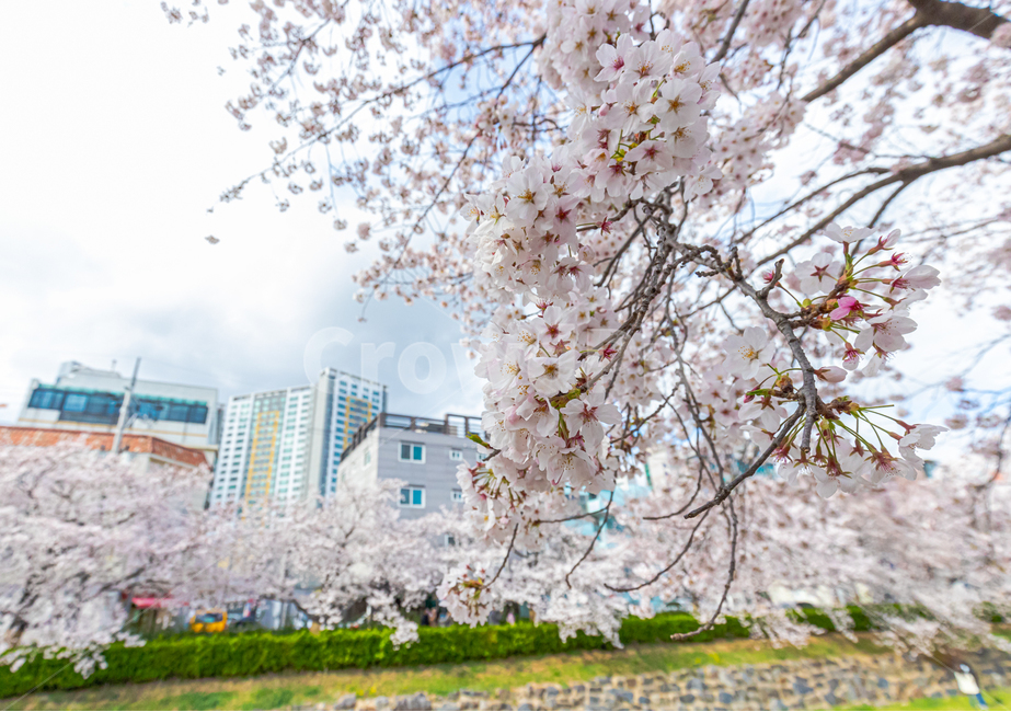 plant,식물,cherryblossom,벚꽃,꽃,blossom
