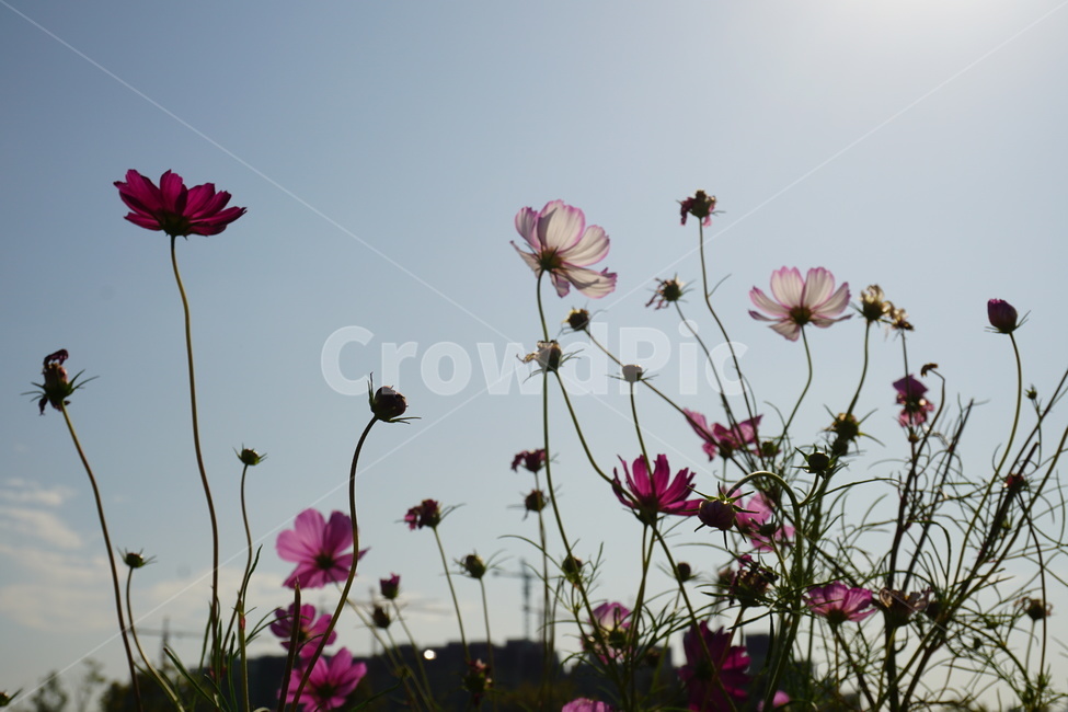 plant,blossom,꽃,코스모스,가을,flower,나들이,가을,계절,fall,autumn,season,식물,자연,plants,nature,꽃,flower,petal,꽃잎,bird,새,animal,동물