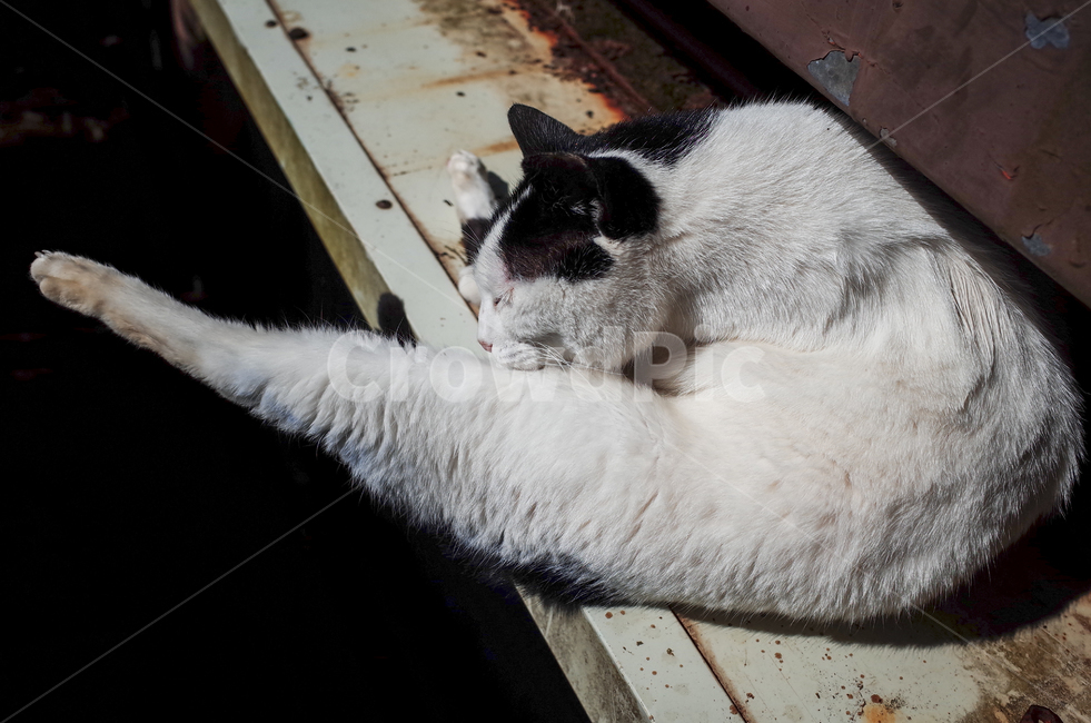고양이,얼룩무늬고양이,얼룩무늬,그루밍,털고르기,고양이세수,동물,cat,animal,동물,animal,포유류,mammal,고양이,cat,kitten,kitty
