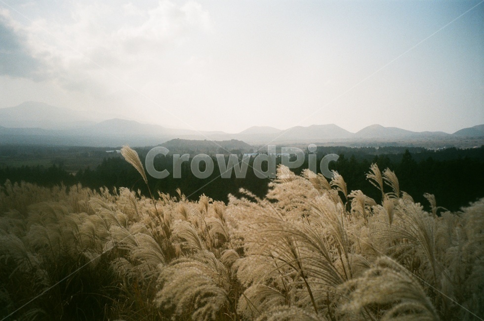 제주오름,산굼부리,억새,들판,산책로,황금빛,하늘,필름사진,자연,풍경,nature,landscape,grass,잔디,plant,식물,lawn,reed,갈대