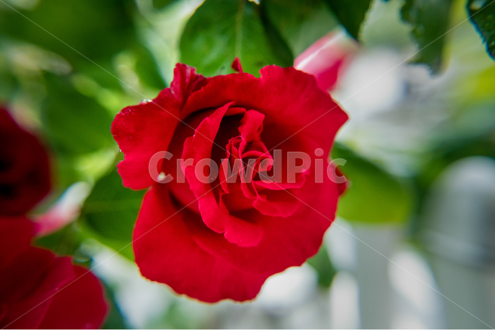 봄,꽃,향기,산책,flower,장미,rose,비,식물,자연,plants,nature,꽃,flower