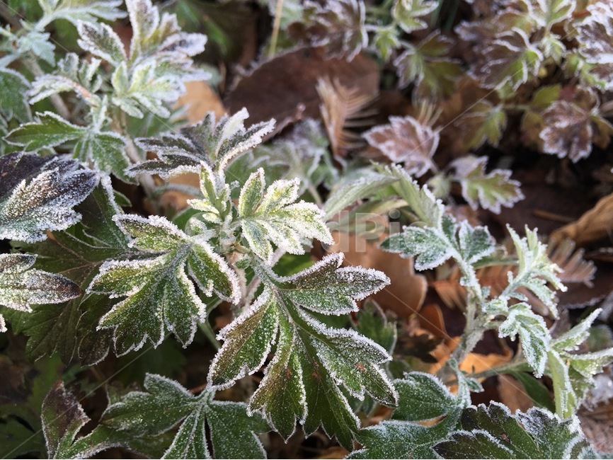 겨울,한파,추위,서리,식물,겨울,계절,winter,season,식물,자연,plants,nature