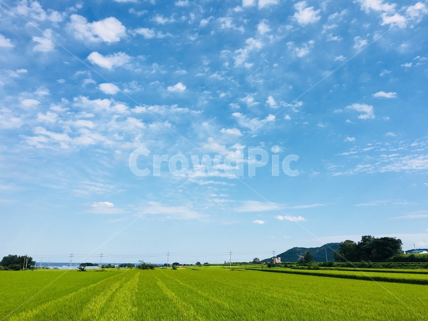 시골,길,하늘,구름,시골길,풀,자연,풍경,nature,landscape,outdoors,옥외,grassland,목초지,field,들