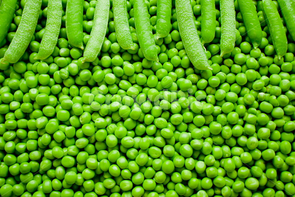Fresh,freshness,pea,wellbeing,Wellbeing food,protein,Food Ingredients,grain,bean,fiber,natural,vitamin,background,plant,dietary fiber,crop,pod,crops,vegetable,vivid,agriculture,harvesting,farming,ingredients,Dietary Fiber,Agriculture,cooking,harvest,green