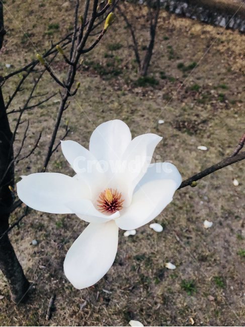 꽃,들꽃,꽃밭,하얀꽃,풍경,봄,계절,spring,season,식물,자연,plants,nature,꽃,flower,plant