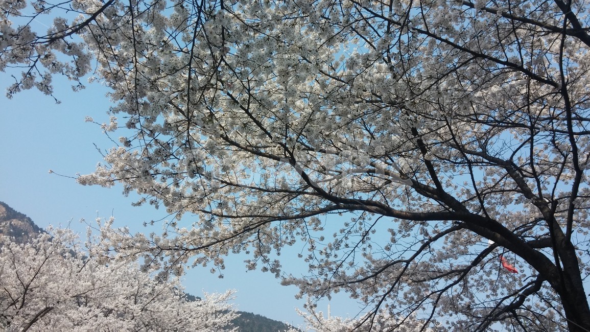 벚꽃,산,벚꽃나무,나무,벚꽃잎