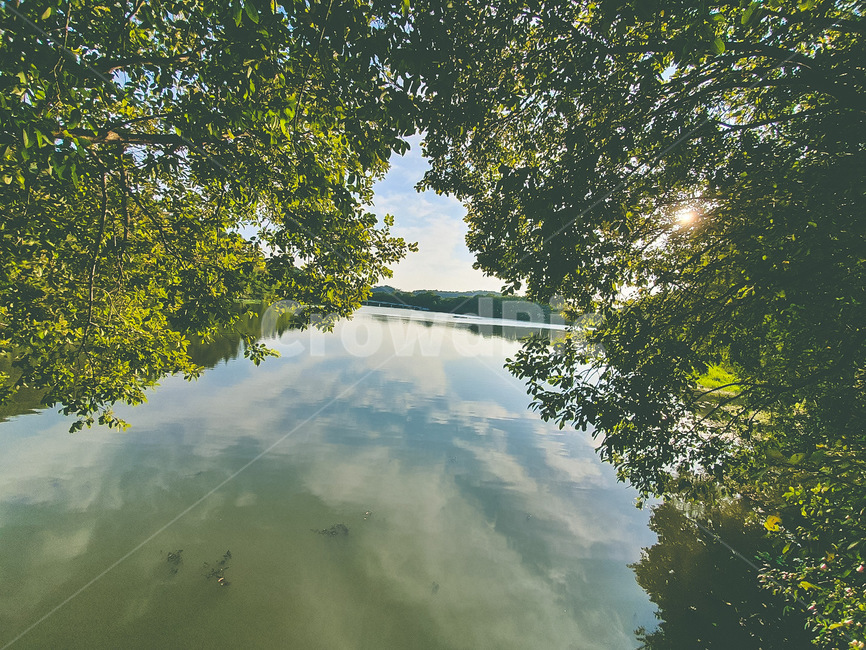 연못,저수지,water,물,nature,자연,outdoors,옥외,plant,식물,tree,나무