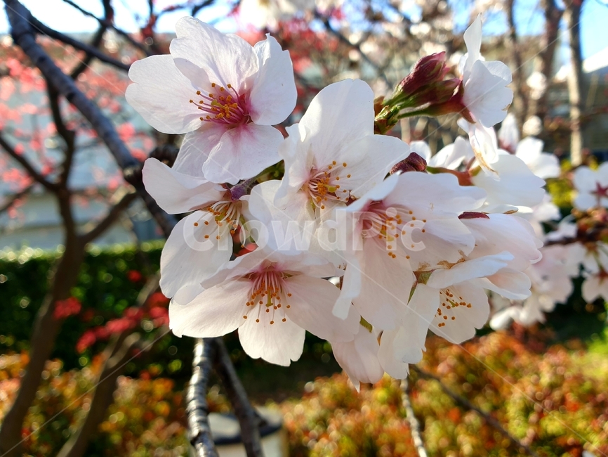 plant,식물,꽃,flower,봄,spring,개화,자연,nature