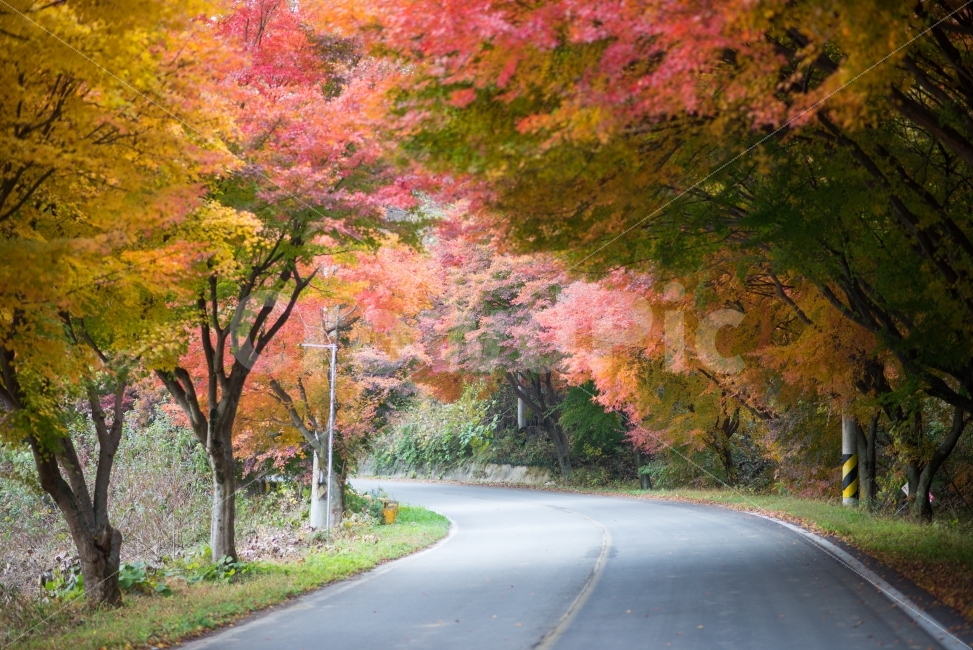 장성,백양사,단풍,길,가을,풍경,자연,풍경,nature,landscape,가을,계절,fall,autumn,season,tree,나무,plant,식물,maple