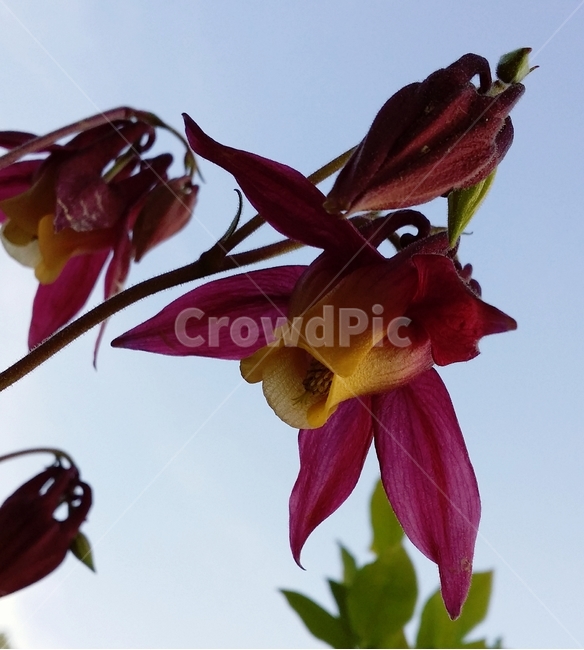 봄,꽃,야생화,식물,생명,식물,자연,plants,nature,꽃,flower