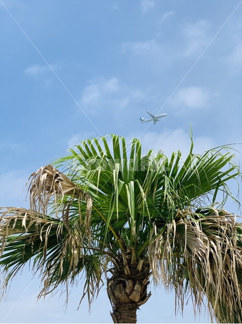 야자수,palmtree,tree,나무,식물,plant,arecaceae,비행기