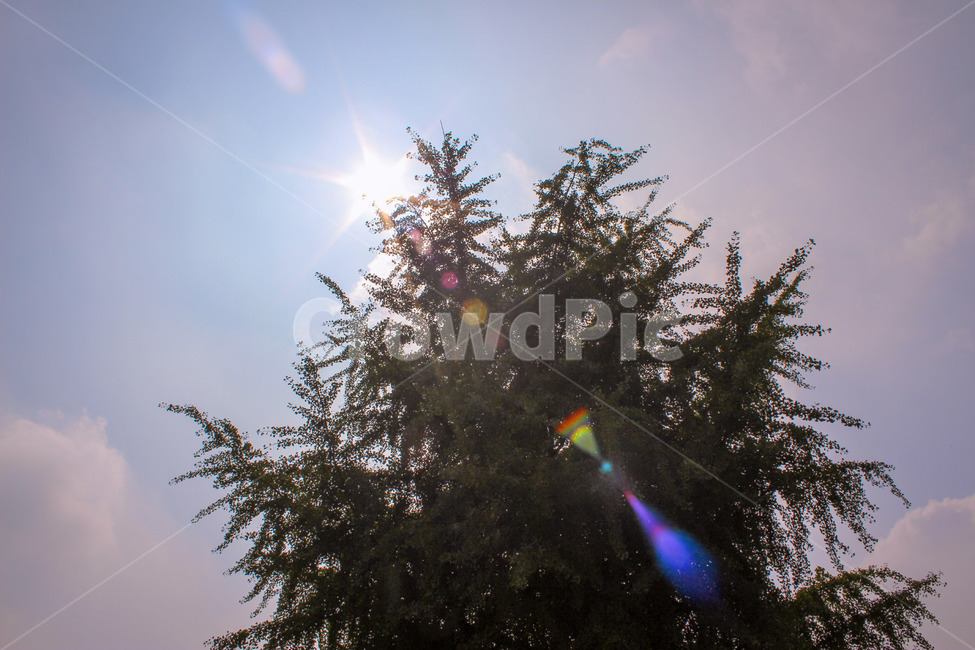 구름,맑는날,여름,나무,햇빛,자연,nature,sunny,aummer,tree,sunlight