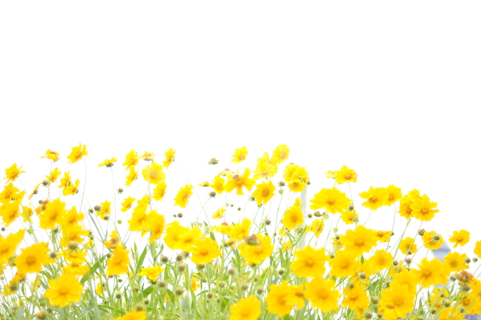 꽃,노랑,풍경,봄풍경,봄,봄,계절,spring,season,식물,자연,plants,nature,꽃,flower