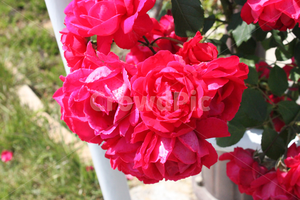 꽃,장미꽃,식물,자연,flower,rose,plant