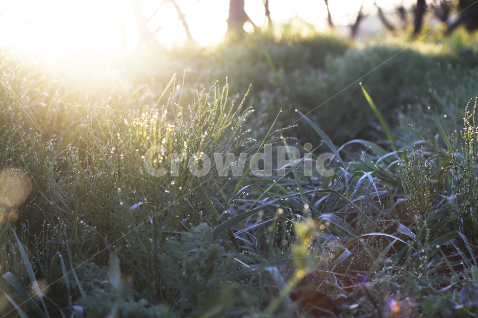 일출,햇빛,숲,숲길,이슬,아침,역광,식물,자연,plants,nature,휴식,힐링,rest,relaxation,healing