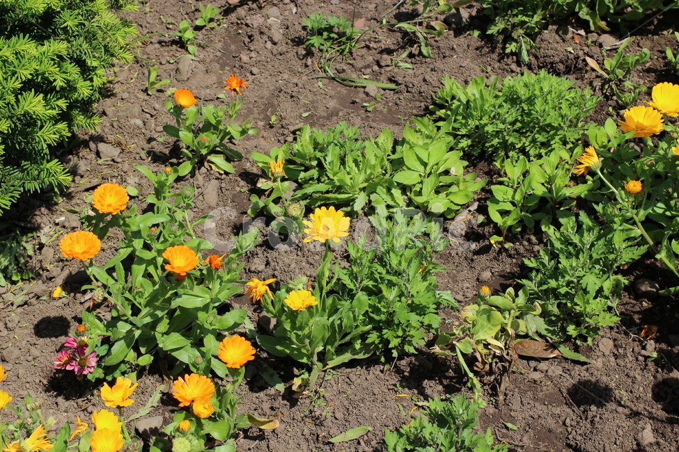 꽃,봄,하늘,오름,제주,봄,계절,spring,season,식물,자연,plants,nature,꽃,flower,vase,병 장식,plant,potted plant,화분,pottery,도기류,jar,항아리,ground,바닥,planter,파종기,herbs,허브