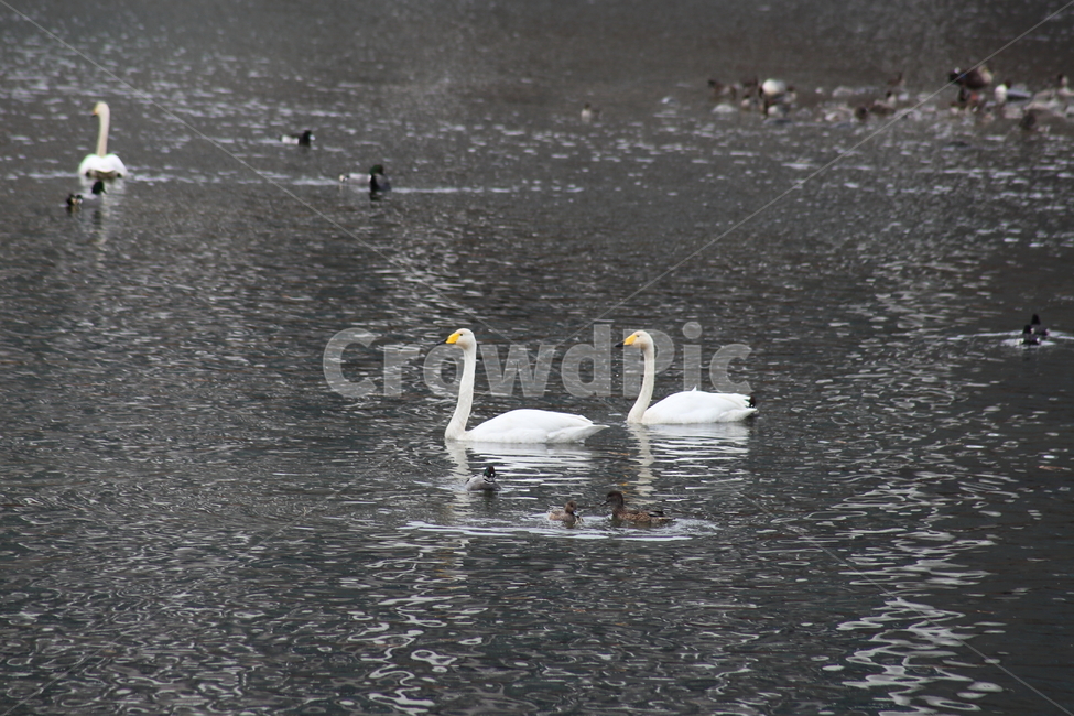 백조,고니,새,야생동물,swan,철새,큰고니,동물,animal,조류,새,birds