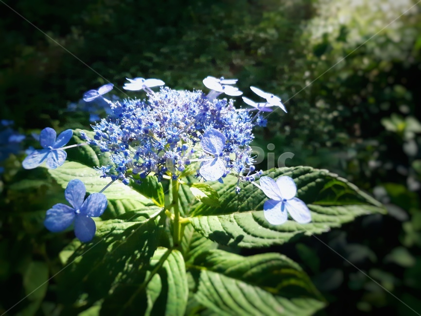 plant,식물,blossom,꽃,flower,iris,아이리스,보라색,보라,purple,green,녹색,식물,자연,plants,nature,꽃,flower