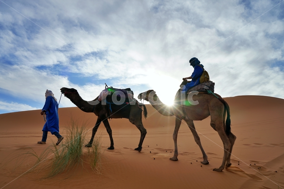 사막,desert,사하라사막,saharadesert,낙타,camel,그림자,shadow,붉은색,red,nature,자연,outdoors,옥외,sand,모래,dune,모래언덕,sunlight,빛