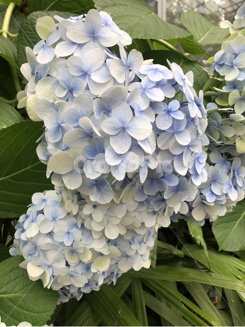 수국,꽃,여름꽃,파란꽃,하늘색꽃,식물,자연,flower,bigleafhydrangea