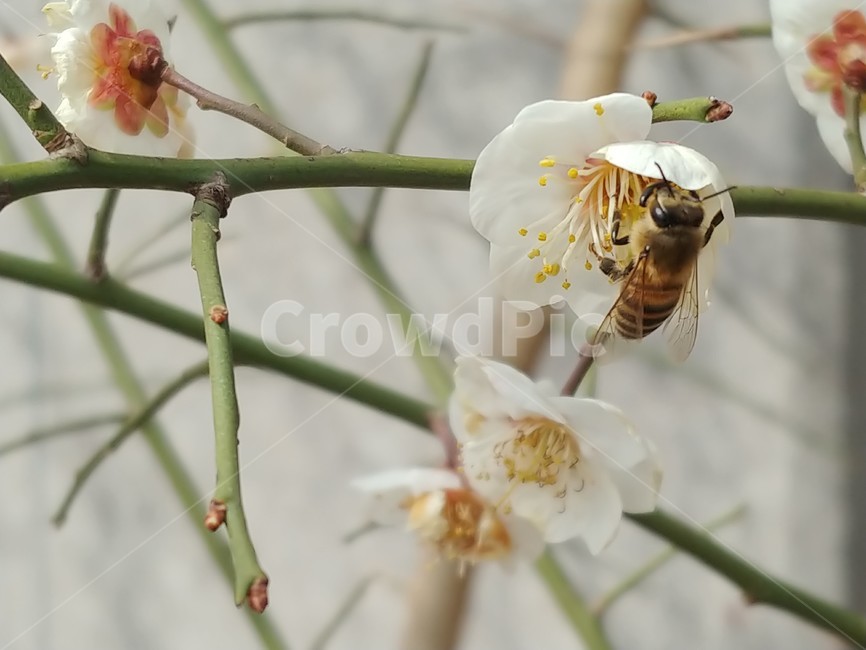 매화,꽃,봄꽃,이른봄,흰색꽃,매화나무,봄,향기,겨울꽃,벌,꿀벌,honeybee,곤충,식물,plant,감성,식물,자연,plants,nature,꽃,flower